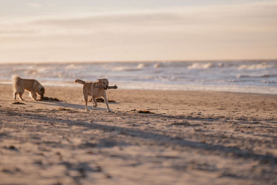 L�se hunde p� stranden