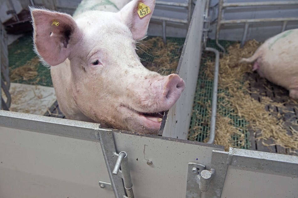 Naturforening vil klage over tilladelse til svineproducent