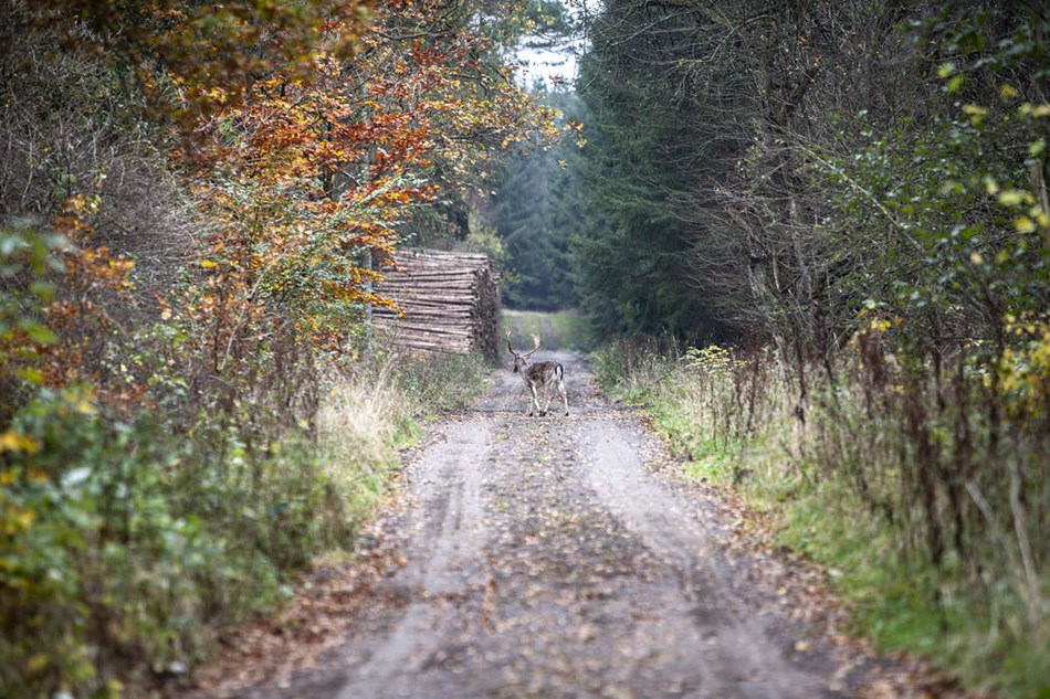 Vil ændre jagtloven af hensyn til Bornholm