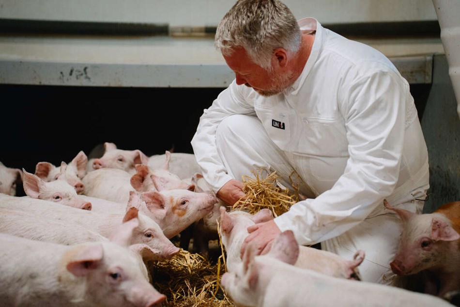 Bornholmergrisen sl�et af mejeri